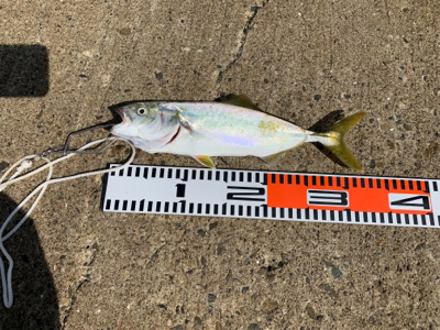 タコ.ツバス.etc…