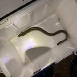 夕まづめのうなぎ釣り