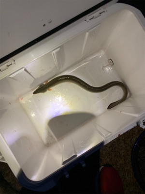 夕まづめのうなぎ釣り