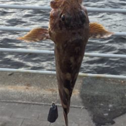 ショアジギ不発