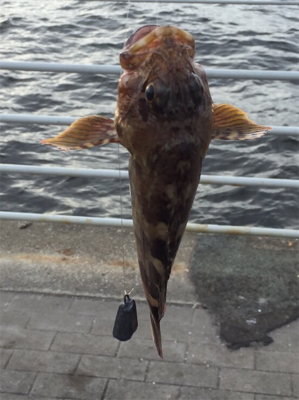 ショアジギ不発