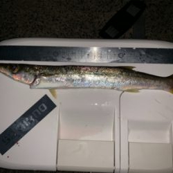 アジは、不調ー