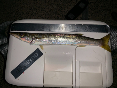 アジは、不調ー