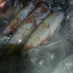 ケンサキイカ3杯！！