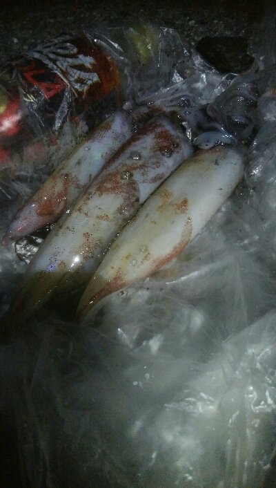 ケンサキイカ3杯！！