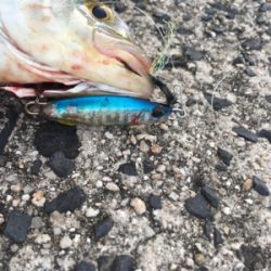 ライトショアジギング