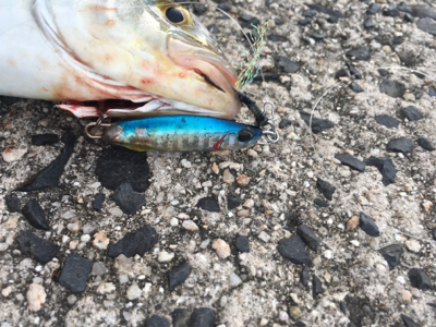 ライトショアジギング