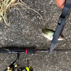 子バス の数がやばい