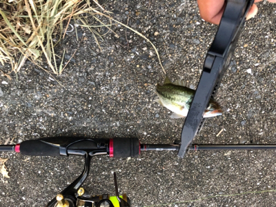 子バス の数がやばい