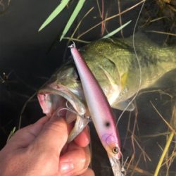 ダウズビドーないす!!