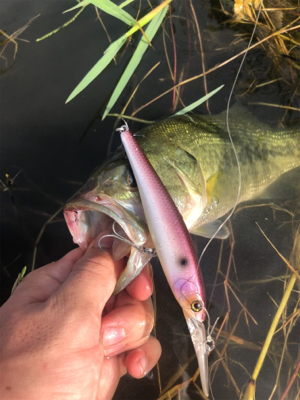 ダウズビドーないす!!