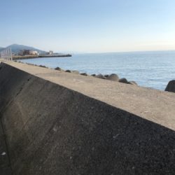 ミニタチウオ様様