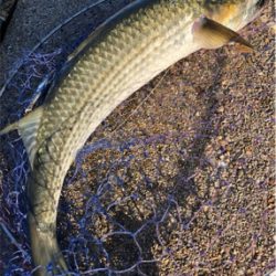 早朝ツバッシング〜