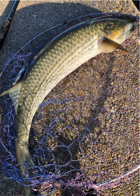 早朝ツバッシング〜