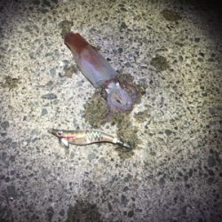 ケンサキイカが食べたくて