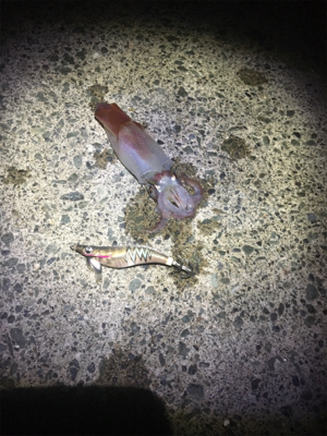 ケンサキイカが食べたくて