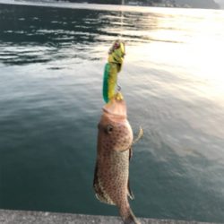 オオモンハタゲーム