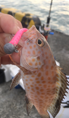 初魚種です！