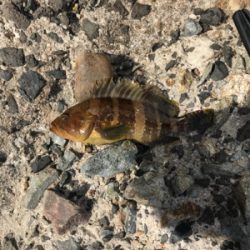 初めて釣りました!