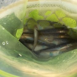 小キビレが爆釣