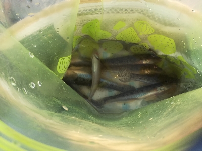 小キビレが爆釣