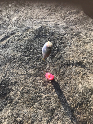 子供たちの魚釣