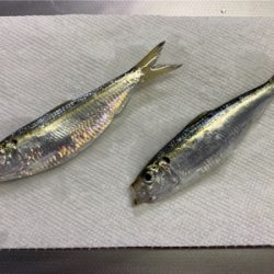 コマセ付きジグサビキ。