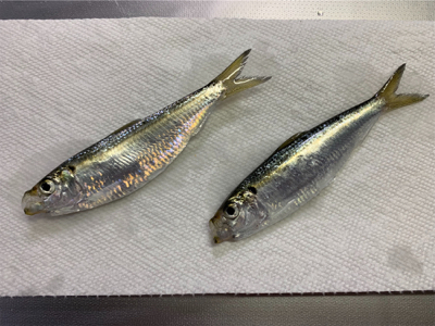 コマセ付きジグサビキ。