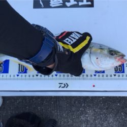 ツバス サワラ そして・・・