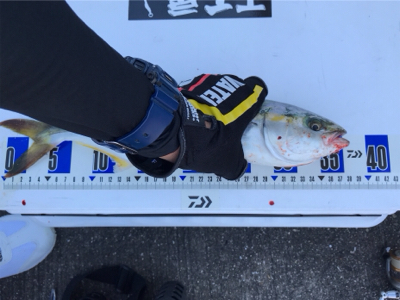 ツバス サワラ そして・・・