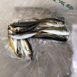 日吉原公共埠頭でサビキ釣り