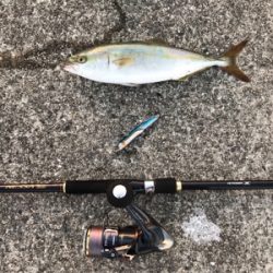 サゴシ、ツバス、サバ