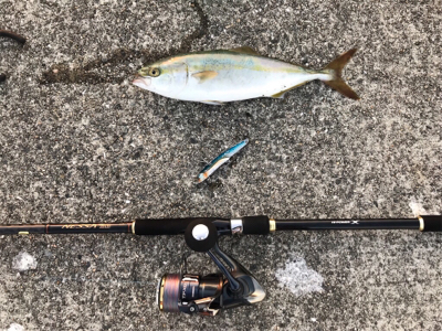 サゴシ、ツバス、サバ