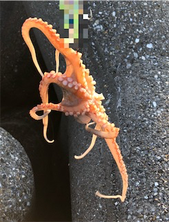 4目ライトショアジギング