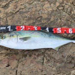 夏磯の青物！好調！