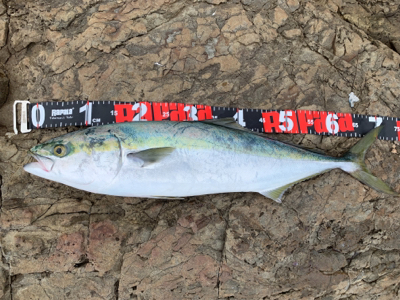 夏磯の青物！好調！