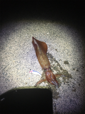 ケンサキイカ釣行