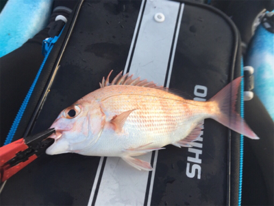 カヤックフィッシングで五目達成！