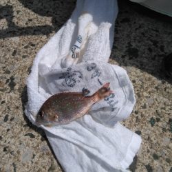 鳥取釣行(2日目)初の20匹超え