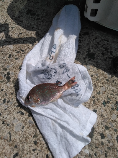 鳥取釣行(2日目)初の20匹超え