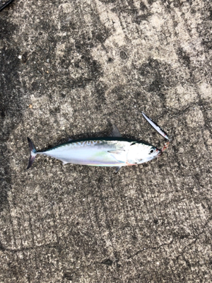 今年初めての青物釣れました
