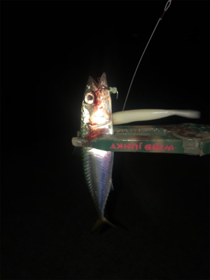 タチウオどこや?