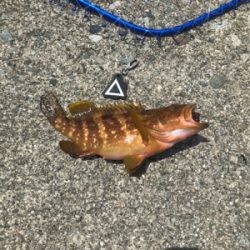 きたきたきたー