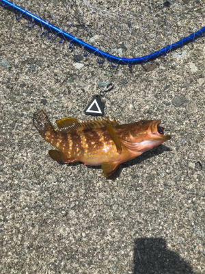 きたきたきたー