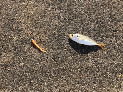 アジング、メバリング、ガシリング