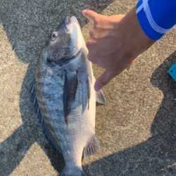 クロダイ ルアー