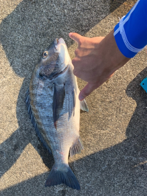 クロダイ ルアー