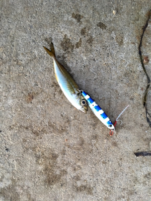 ライトショアジギング