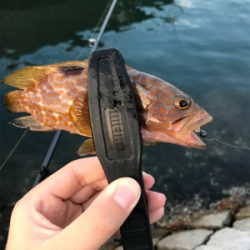 根魚を求めて③