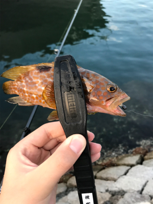 根魚を求めて③